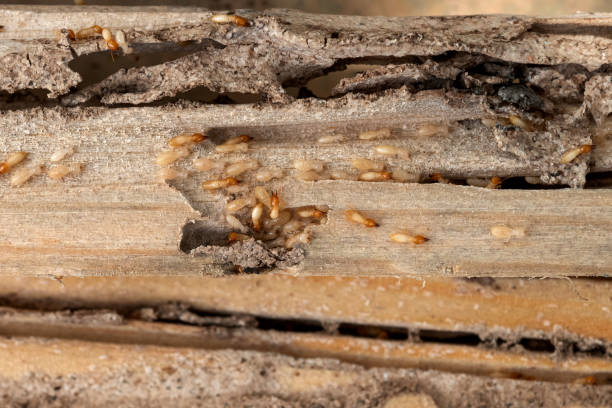 Best Wildlife Control Services  in Fond Du Lac, WI